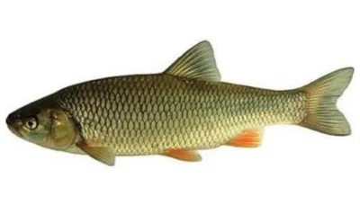 p.....2 - #rybypolskichwod

Kleń (Leuciscus cephalus)

Okres ochronny: brak
Wymi...