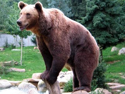 PalNick - Ciekawostka: naukowe określenie niedźwiedzia brunatnego to Ursus arctos arc...