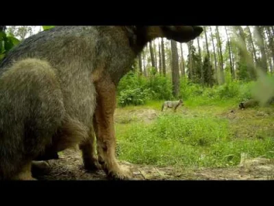 Wulfi - Młode wilki bawiące się przewodem 

#wilk #smiesznypiesek #psy #zwierzaczki...