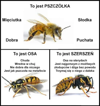 P.....5 - Źródło: http://www.zbierak.pl/3251-pszczola-osa-szerszen-roznice.html

@Zio...