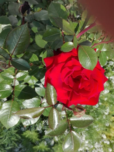 laaalaaa - Moja róża nr 5/100 ( ͡° ͜ʖ ͡°)
#mojeroze #chwalesie #ogrodnictwo #mojezdj...