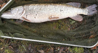 artistyle_pl - pierwsza rybka w tym roku, pełen ikry a ma ok 8kg, skubaniec ma szcześ...