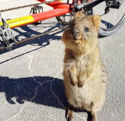 aloszkaniechbedzie - #quokkanadzis #quokkanawieczor na długi weekend #quokka #zwierza...