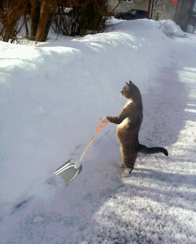 Picfan - #koty #zima #humorobrazkowy @lesio wrzuciłeś, ja poprawiłem :P

Łooooooooo...