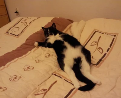 kuki_1988 - A tak wygląda kotek wieczorem, gdy ściągnie się z łóżka narzutę, pod któr...
