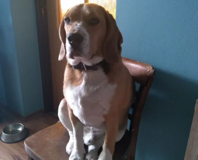 s.....a - Czy panu pies wolno plusika? #psy #beagle #pokazpsa