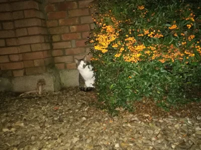 PauIie - Często jak wychodzę do ogródka zajarać to przychodzi do mnie kot sąsiada i m...