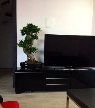 zuckinzyn - @spoxman: Fikus bonsai, 400zł, ja kupiłem w OBI (ponoć nie kupuje się teg...