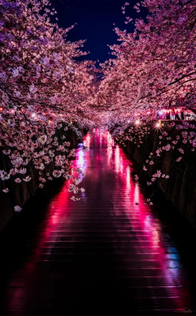 Lookazz - > Sakura River
 Taken at Meguro River, Tokyo Japan.
#dzaponialokaca <==== c...