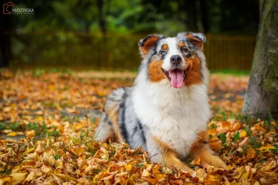 Zaff - Mojego psa jesienna depresja nie dotyczy.

#pokazpsa #psy #pies #jesien #osiem...