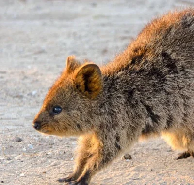 aloszkaniechbedzie - #quokka #quokkanadzis #quokkanawczoraj #zwierzaczki