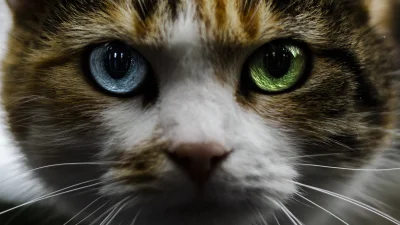 NecroYuggoth - Dziś kitku ma heterochromie #mojezdjecie #fotografia #koty #kot