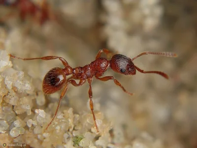 Ligniperdus - wszystko świetnie, tylko dlaczego do artykułu o naszej rodzimej wściekl...