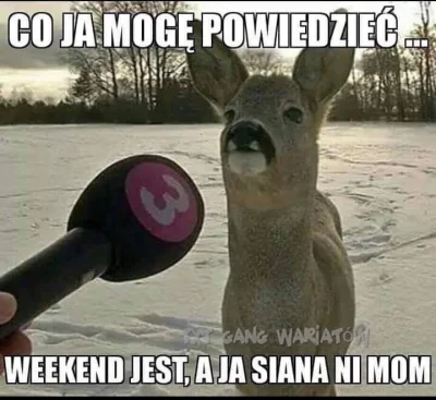 f.....e - #zima #heheszki #zwierzaczki #smiesznypiesek