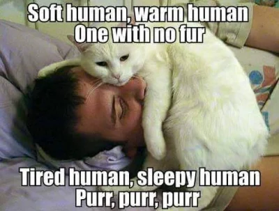 P.....f - purr purr purr ʕ•ᴥ•ʔ #koty