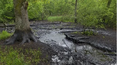 OlaPo - A tak wygląda jeziorko ropy naftowej w lesie.