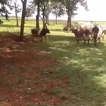 wnerwiony - Krowa vs. Baran.
SPOILER