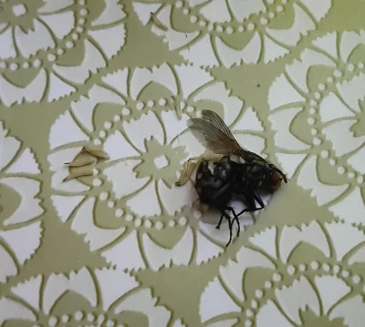 Kiszkaziemniaczanamocy - Po zabiciu muchy z jej odwłoku wyszły larwy. To pasożyty czy...
