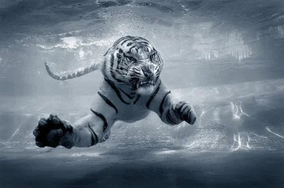 darosoldier - #zwierzaczki #tygrys #kotowate