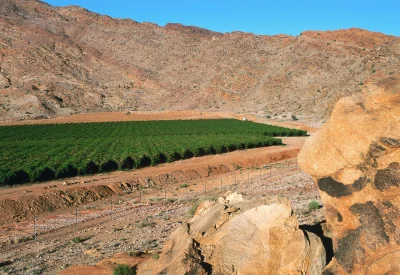 denerwujesie - Uprawa winogron na pustyni Kalahari.
 W latach 70. tereny dzisiejszego...