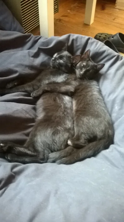 emmmsi - Koty biorą z nas przykład i śpią na łyżeczkę ( ͡° ͜ʖ ͡°) nawet konfiguracja ...