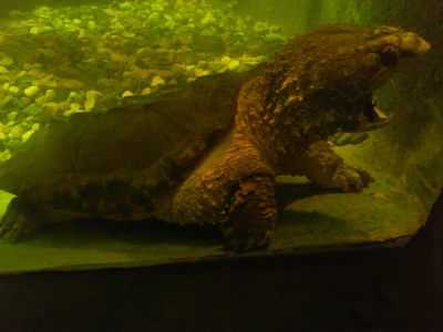 koters - ZOO w Pradze opiekuje się takim oto żółwiem sępim, miał prawie metr.
#terra...
