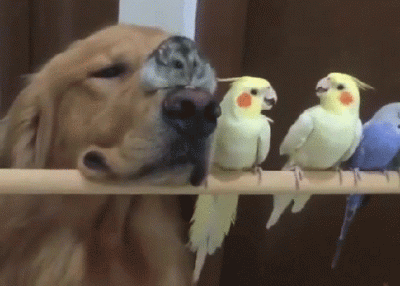 Sq-bi - #zwierzaczki #smiesznypiesek #gif