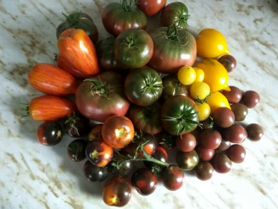 f.....i - Dzisiejszy zbiór pomidorków.
#ogrodnictwo
#pomidory