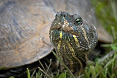silownia - @neoneo: tutaj zdjęcie profesora żółwia zaraz po narodzinach, dopiero co s...