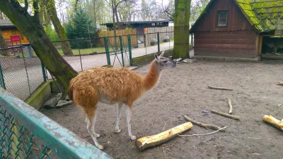 ETplayer - Piękna lama xd 
#wroclaw #zoo #lama