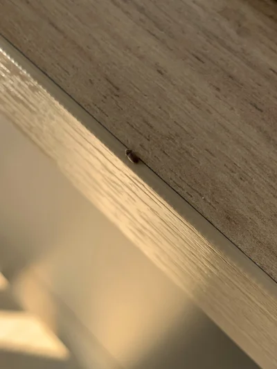 Rabusek - Co to za robaczek? Mam się bac?
#pytanie #robaki #owady #kuchnia