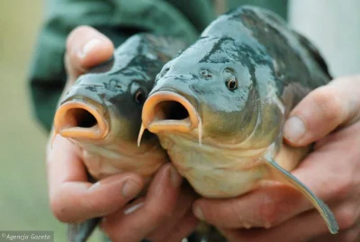 Yrrrr - Dlaczego akurat ten gatunek je się podczas wigilii?

#ryba