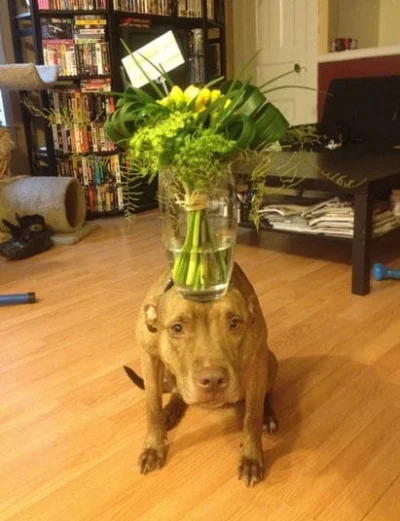 fafikozoom - Mały apel: Przestańcie psom dawać z tej okazji kwiaty, potem są biedaczy...