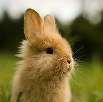 trusia - Słodki króliczek na słodkie sny (ᵔᴥᵔ)
#zwierzaczki #kroliki