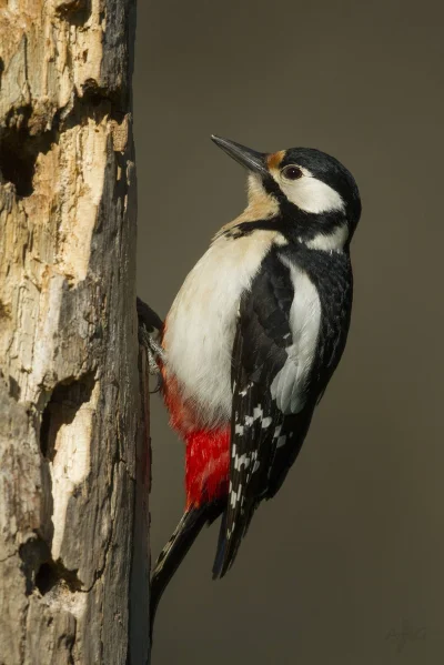 angelosodano - Dzięcioł duży (Dendrocopos major)_
#vaticanouccello #ptaki #ornitolog...
