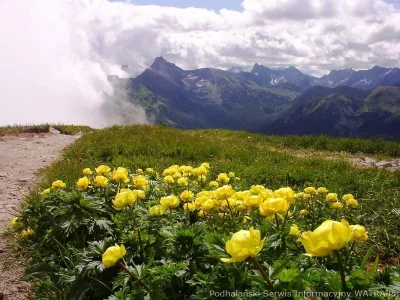 Lifelike - Globalne ocieplenie zwiększyło liczbę gatunków roślin na górskich szczytac...