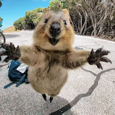 a.....r - #quokkanadzis