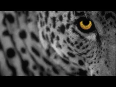 fork - To mi się nigdy nie znudzi.

Minilogue - The Leopard (Extrawelt Remix)

#m...