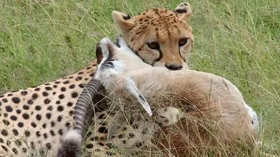 g.....2 - Boziu jak ja kisnę z "obrońców zwierząt" walczącymi z ZOO bo antylopa, żyra...