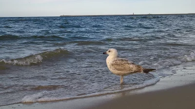 ixem - Zagadka #2 fotograficzna geograficzna ( ͡º ͜ʖ͡º)
Na której plaży w Polsce sie...