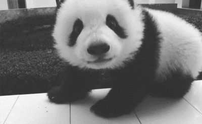 karga - #gif #panda #pandysazajebiste #smiesznypiesek #zwierzaczki