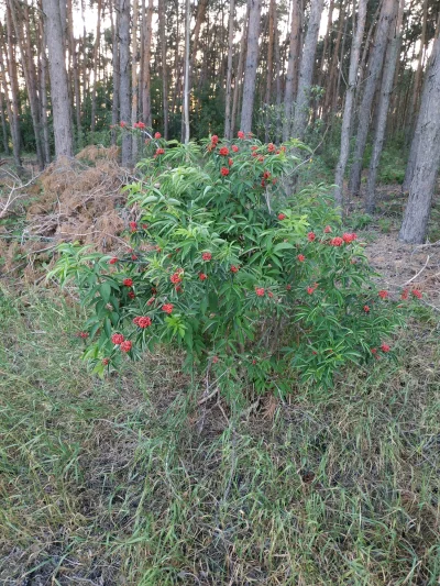 Gostas - Mireczki co to jest za krzew? Przypomina jarzębinę ale kulki bardziej drobne...