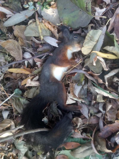 habib - biedna wiewiórka spadła z drzewa koło mnie i sie zabiła (╥﹏╥) 
#zwierzaczki ...