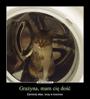 PIAN--A_A--KTYWNA - #pierdzepokotach #koty #grazynacore