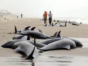 ama-japan - Dziś rano ponad 150 delfinów z nieznanych przyczyn znaleziono na plaży. M...