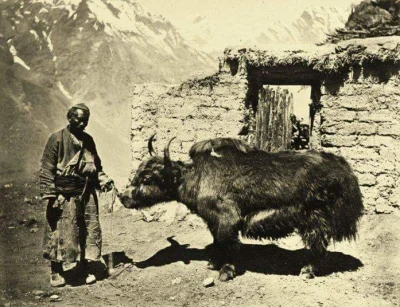 myrmekochoria - Tybetańczyk z jakiem, 1895.

#starszezwoje - blog ze starymi grafik...