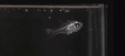 likk - #gif #ryby #bioluminescencja #zwierzaczki