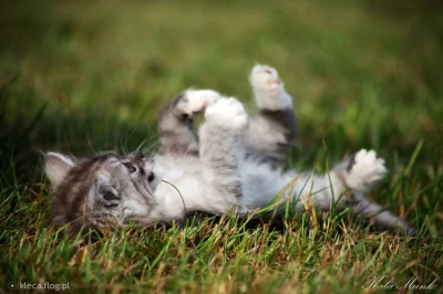 Kotekmiaumiau - #koty na trawce. Dzień dobry i miłej niedzieli :)