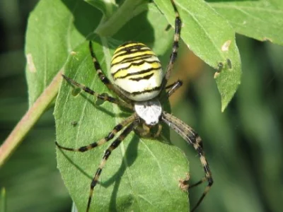 marcin--f - Dość silny jad ma Tygrzyk paskowany, piękny pająk, którego coraz więcej j...