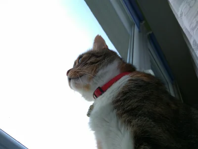 Jelen_Szlachetny - Lucynka większość dnia spędza na pilnowaniu miru domowego. :)
#kot...